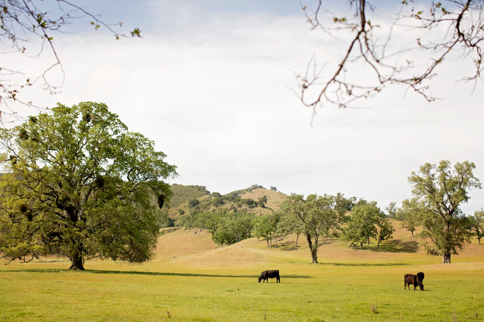 cows in a field at Spanish Oaks Ranch