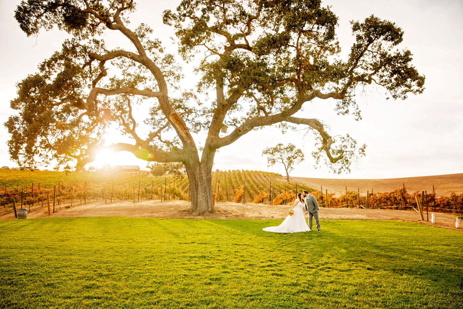 bride and groom kissing on the grass under a large oak tree in front of a vineyard