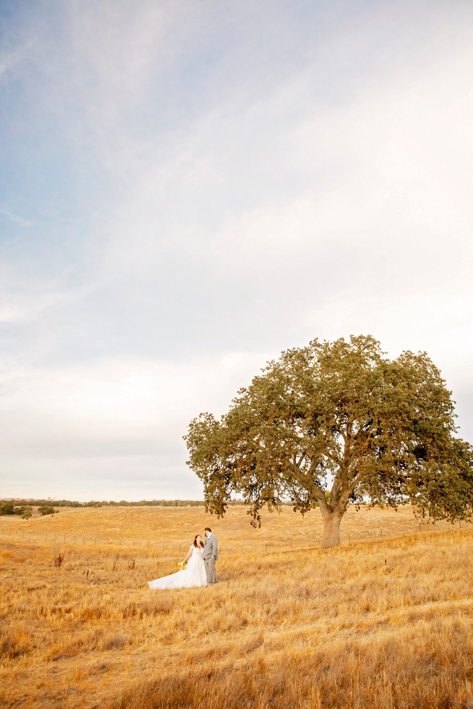 bride and groom in a golden field with an oak tree