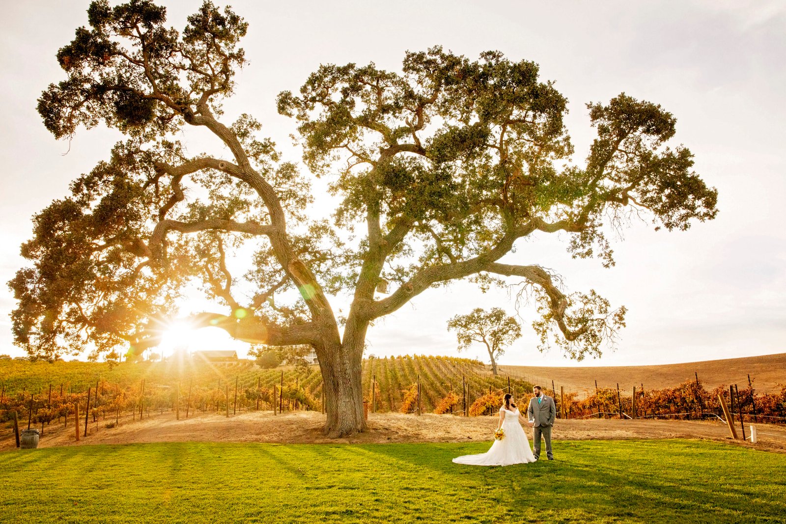 bride and groom holding hands on the grass under a large oak tree in front of a vineyard