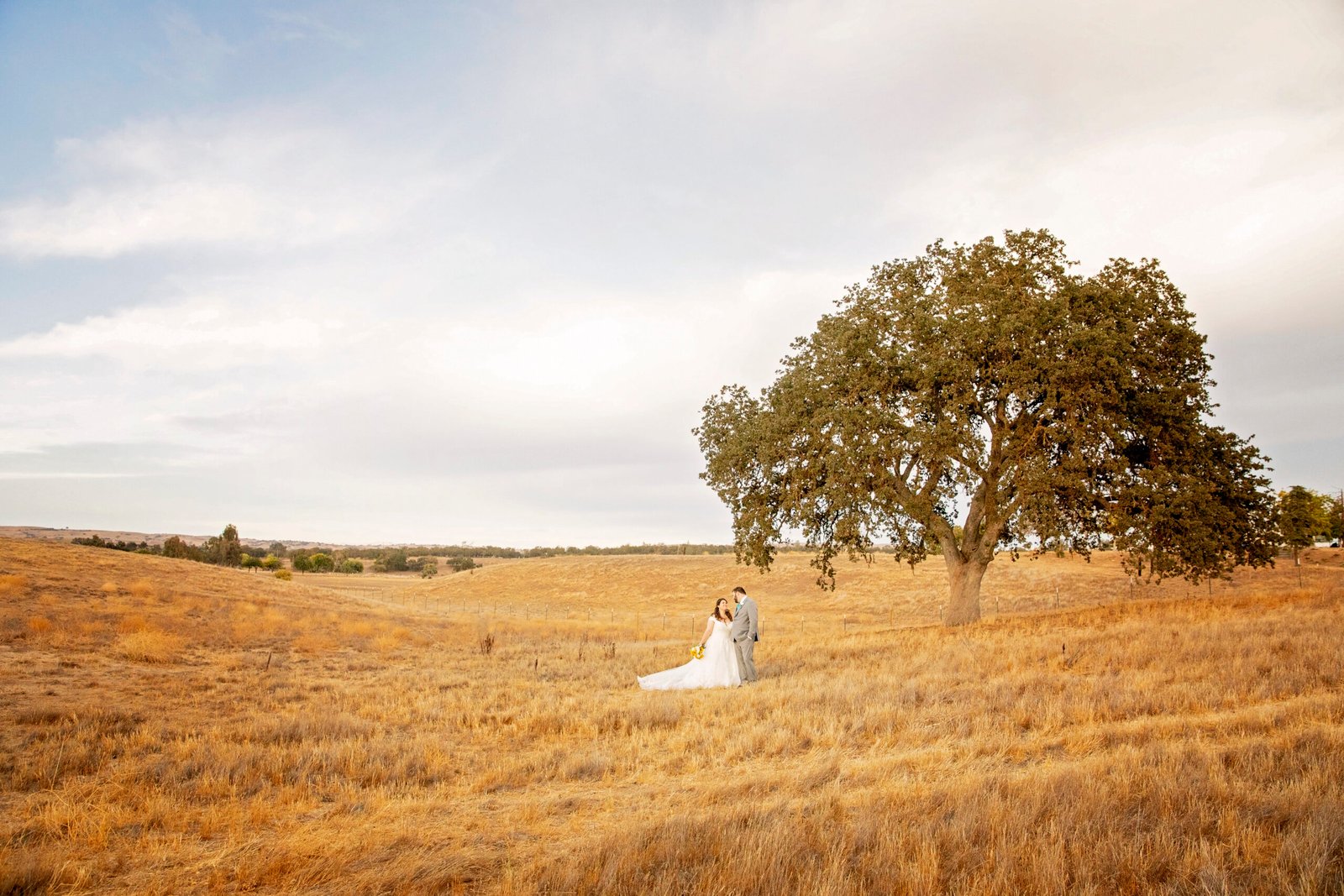 bride and groom in a golden field with an oak tree