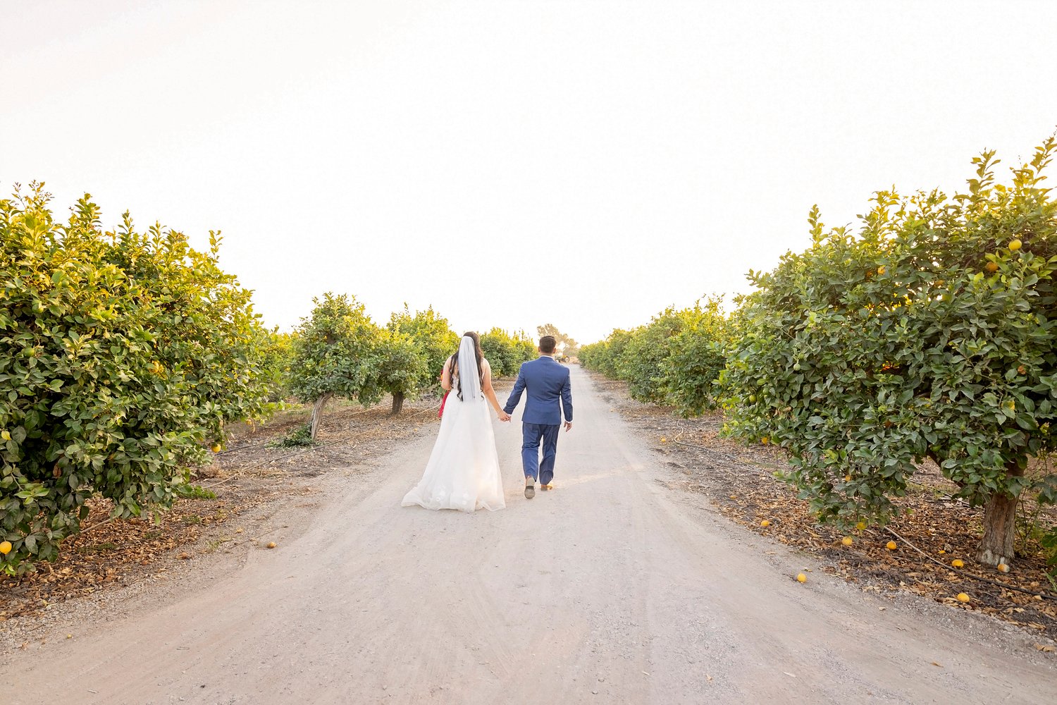 bride and groom walking along a dirt road in a lemon orchard